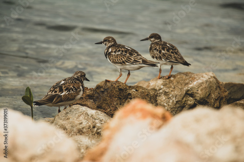 birds on rocks
