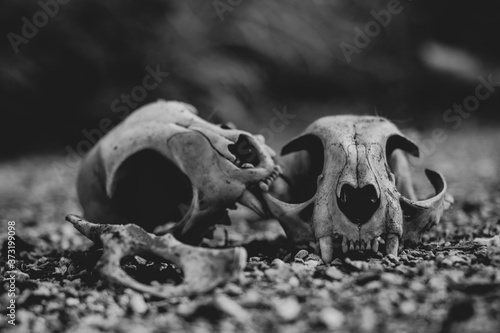 Fototapeta Naklejka Na Ścianę i Meble -  skull on the ground