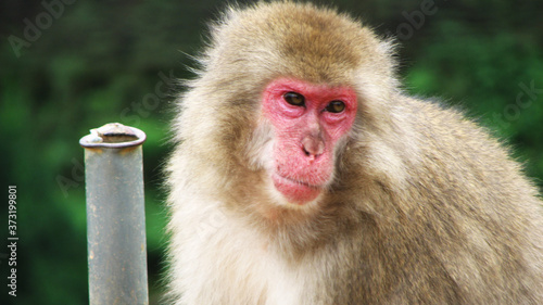 Japanese Macaque
