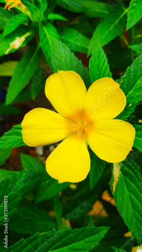 Portrait shot of Single Flower of Yellow Alder or Turnera Ulmifolia 