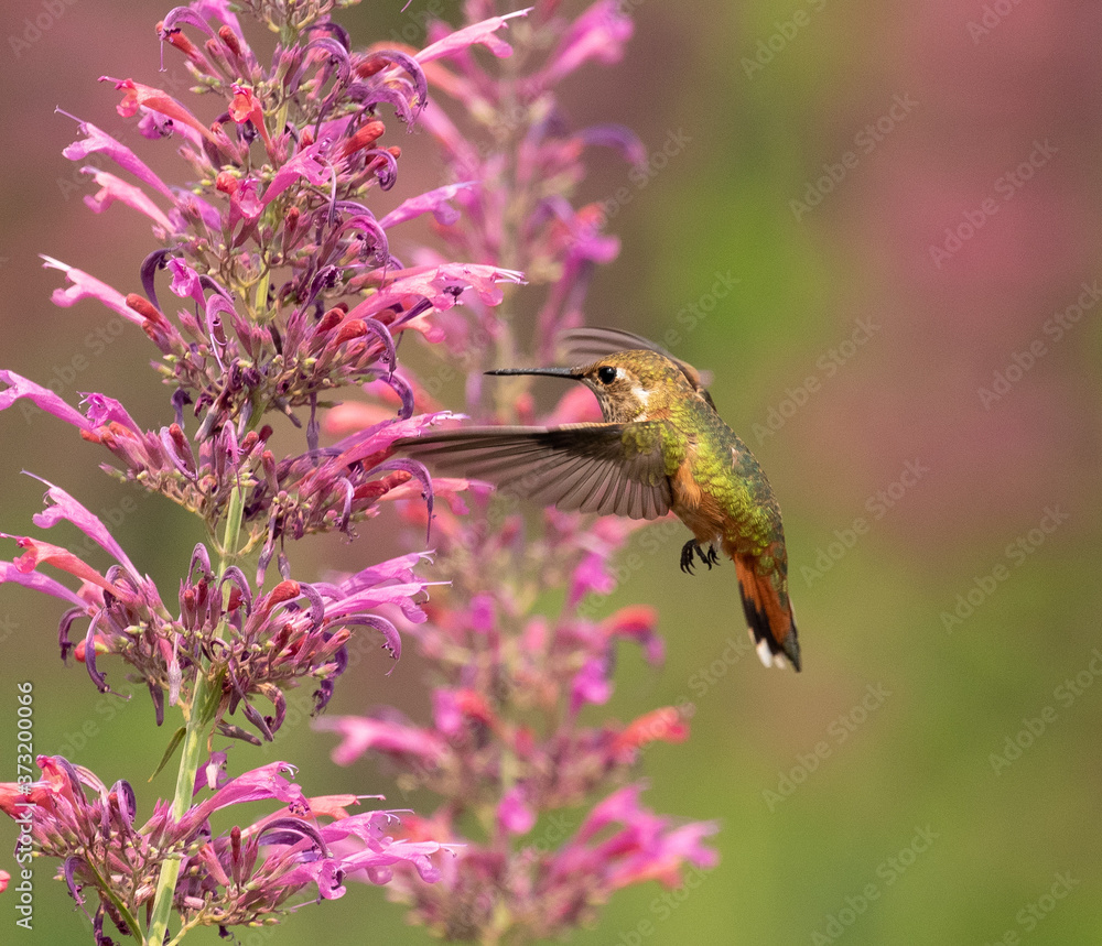 Naklejka premium hummingbird and flower