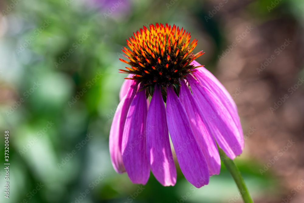 Macro abstract art view of a solitary purple coneflower (echinacea purpurea) blossom in a sunny butterfly garden Macro abstract art view of a solitary purple coneflower (echinacea purpurea) blossom in a sunny butterfly garden