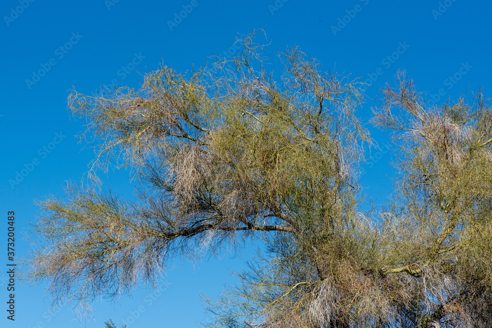 Branch of a Blue Palo Verde tree, Parkinsonia florida in Southern California Branch of a Blue Palo Verde tree, Parkinsonia florida in Southern California