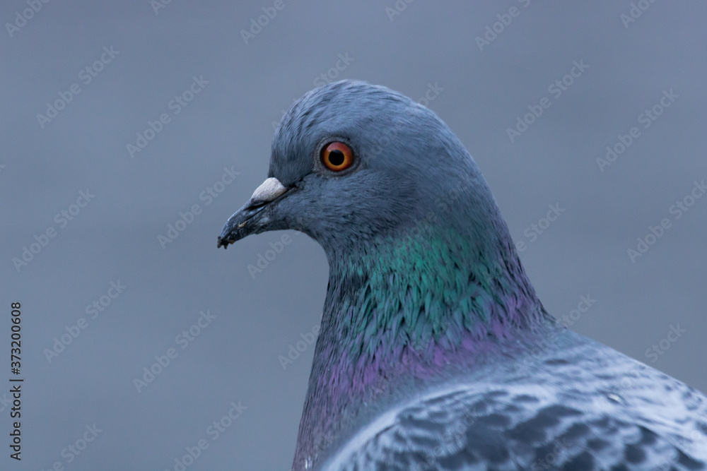 colorful pigeon colorful pigeon