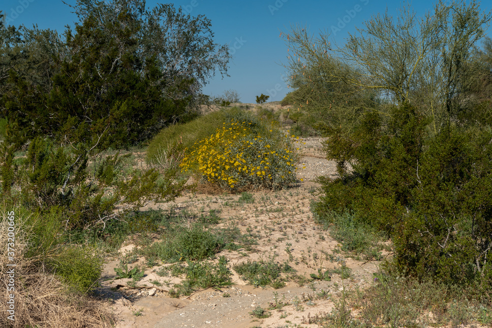 Fototapeta premium Road path on the Imperial Sand dunes on a cloudless spring day with blue sky, featuring green vegetation and yellow Asteraceae flowers