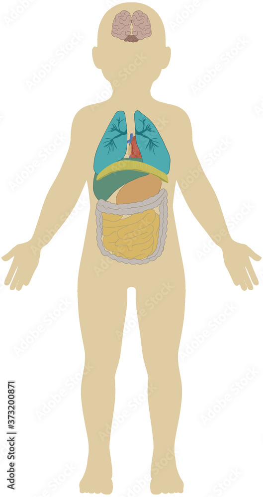 65 Best 人体解剖図 Images Stock Photos Vectors Adobe Stock