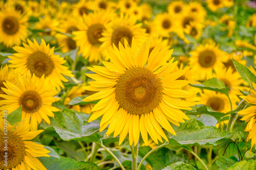 Lots of sunflowers in the field Lots of sunflowers in the field