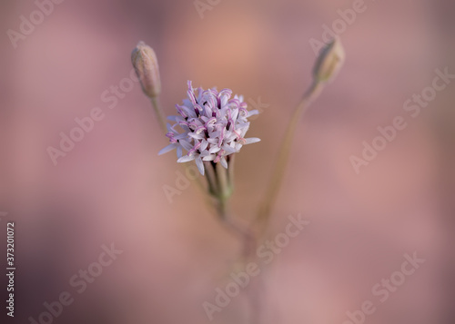 Beautiful pink and white dustymaiden in the Southern California desert.  Chaenactis (pincushions or dustymaidens) are wildflowers native to western North America, especially the desert southwest photo