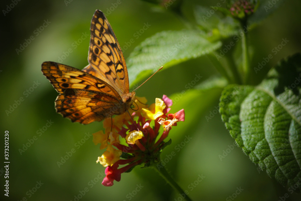 Obraz premium Mariposa Silvestre 4