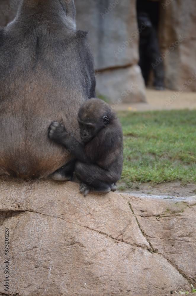 Baby gorilla 