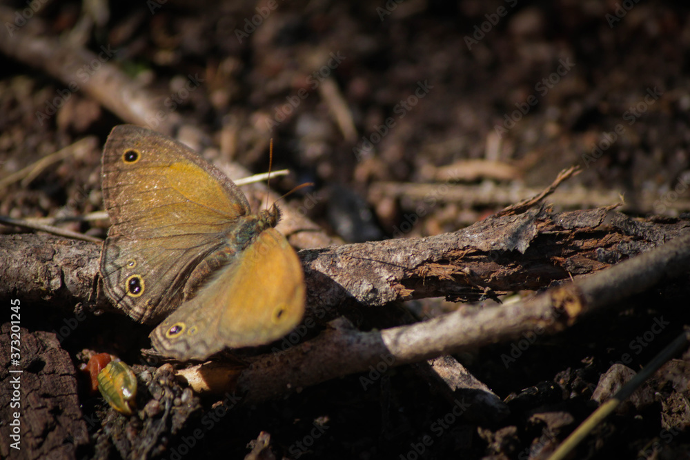 Obraz premium Mariposa Tierra 2