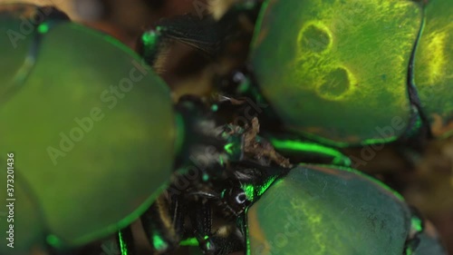 This closeup, macro video shows a group of fig eater beetle (Cotinis mutabilis) insects eating food together. photo