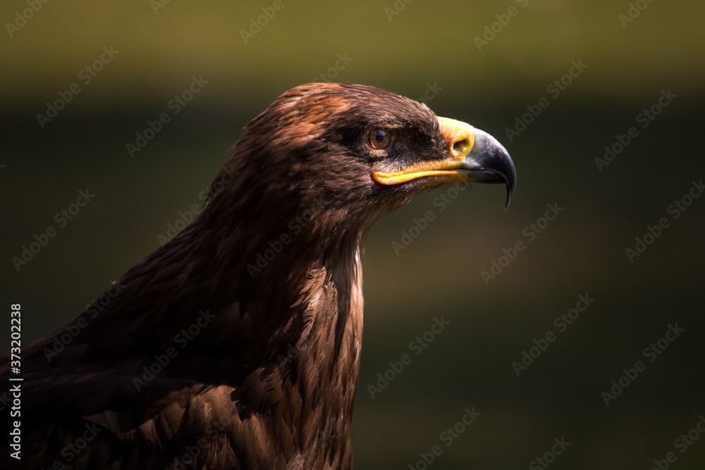golden eagle golden eagle