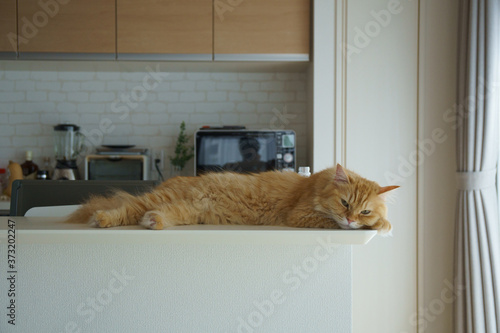 キッチンカウンターで寝そべる猫（マンチカン）