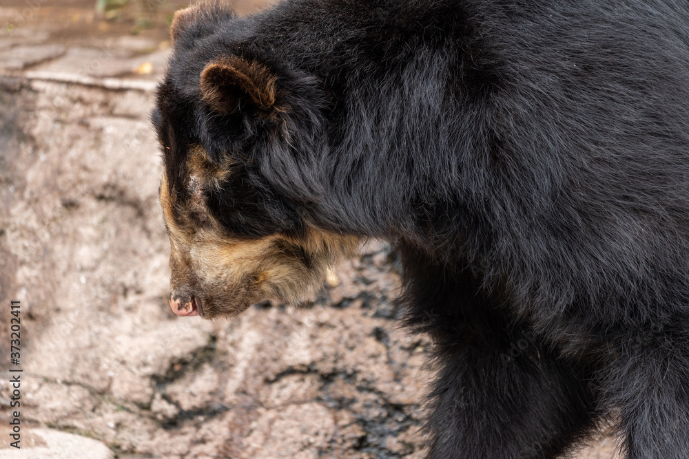 Spectacled bear (Andean bear) at the Osaka Zoo in Japan Spectacled bear (Andean bear) at the Osaka Zoo in Japan