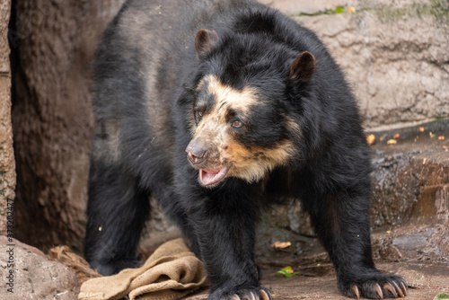 Spectacled bear  Andean bear  at the Osaka Zoo in Japan