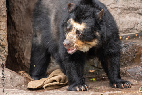 Spectacled bear (Andean bear) at the Osaka Zoo in Japan © exs