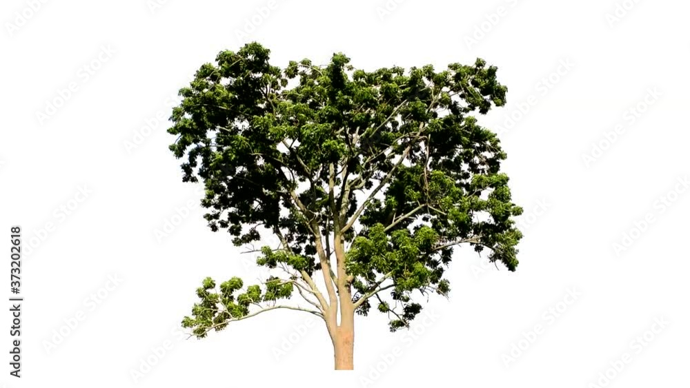 Large trees with edible fruits are completely separated from the white background. Large trees with edible fruits are completely separated from the white background.