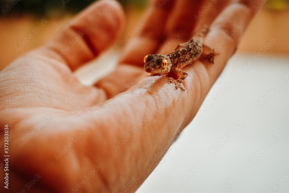 Closeup shot of gecko on human hand.