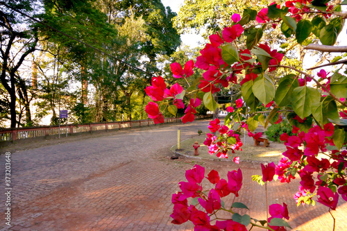 Small Town, city, country, nature, tropical, old buildings, flowers, churches, 