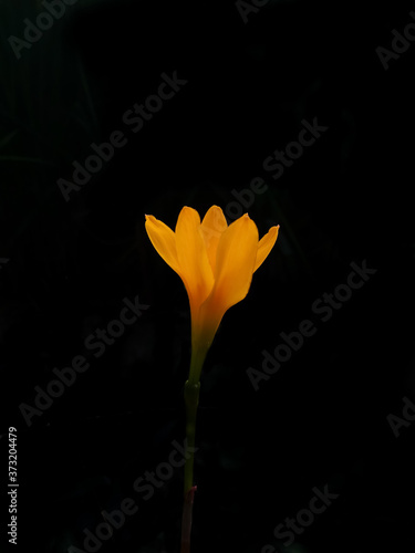 Εκτύπωση καμβά Yellow lily or also called Rain lily yellow