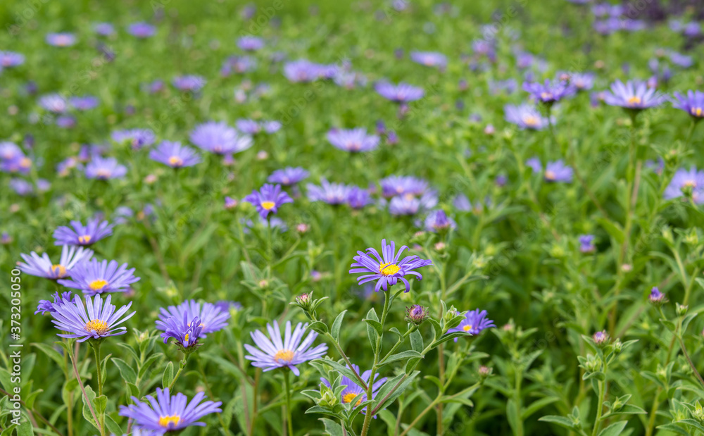 Closeup of Frikart's Aster blooming purple flowers in a garden as a nature background
