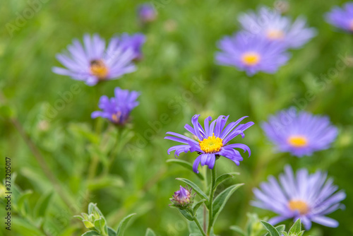 Closeup of Frikart s Aster blooming purple flowers in a garden as a nature background 