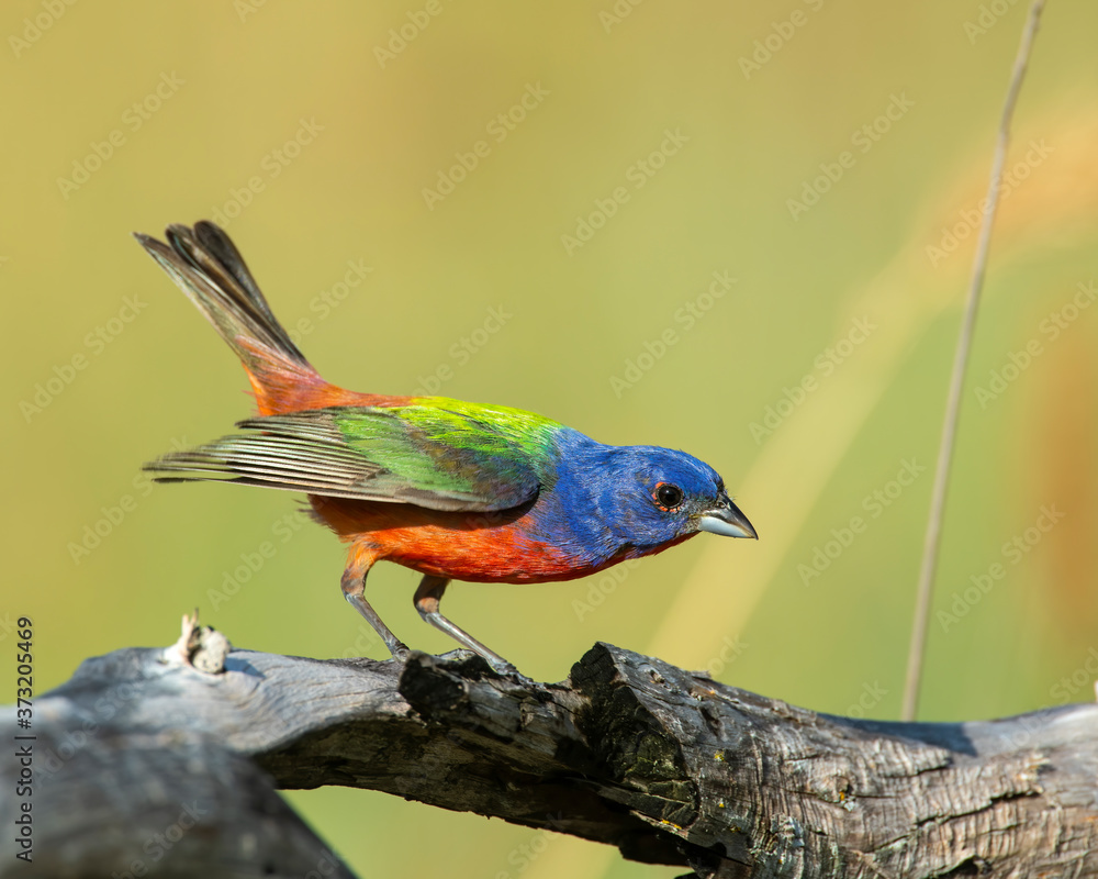 Obraz premium Painted Bunting male