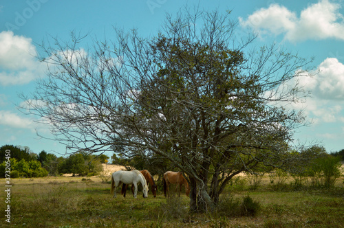 Wild horses in the island