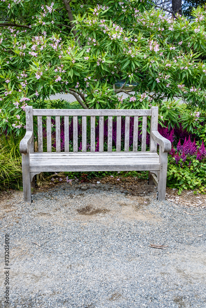 Restful wood bench in a garden in front of a blooming on a Chitalpa Tashkentensis 'Pink Dawn' tree
