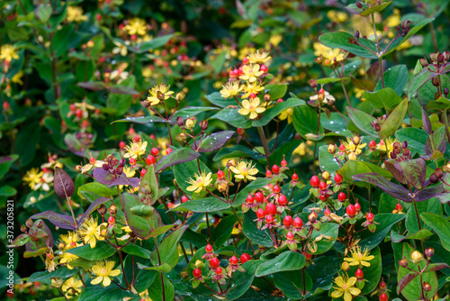 Obraz na plátne Closeup of yellow flowers and red berries on St