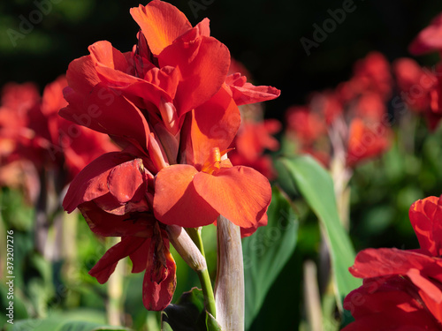 Flaming red canna lilies blooming in the sun in August, closeup with selective focus