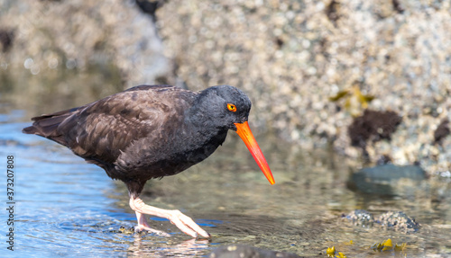 A black oyster catcher " Haematopus bachmani " searches for food in tidal pools.