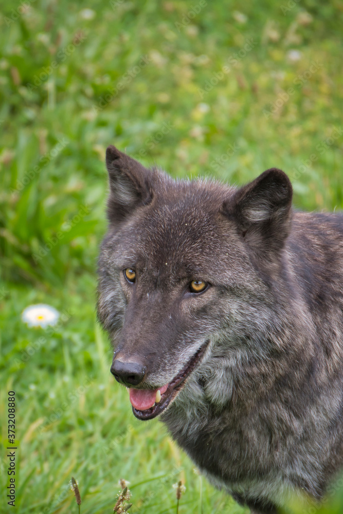 2020-08-21 A PORTRAIT SHOT OF A GRAY WOLF WITH BLACK FUR 2020-08-21 A PORTRAIT SHOT OF A GRAY WOLF WITH BLACK FUR