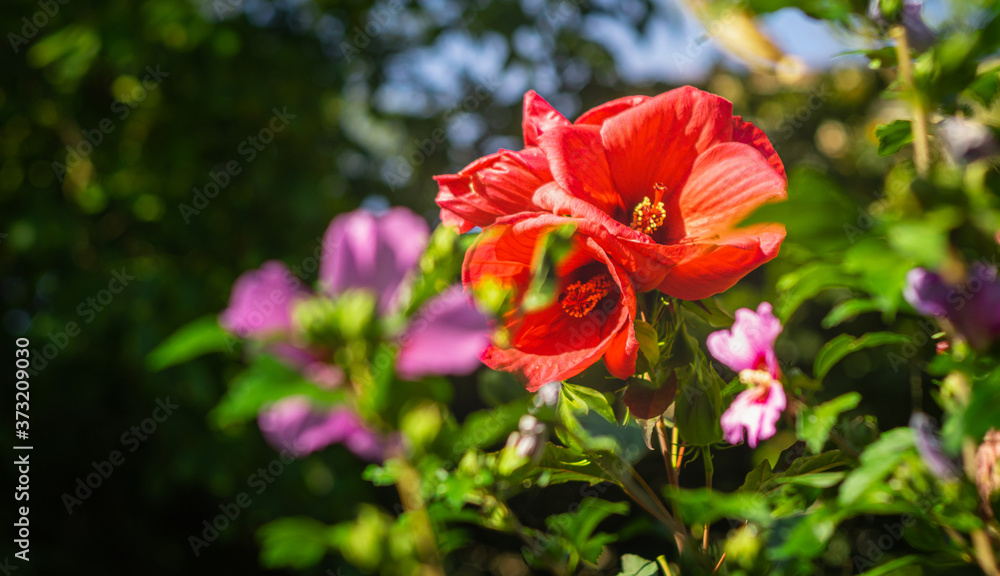 Na zdjęciu piękny kwiat ogrodowy wtopiony w piękne tło stworzone przez inne gatunki roślin. - obrazy, fototapety, plakaty 