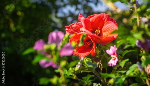 Na zdjęciu piękny kwiat ogrodowy wtopiony w piękne tło stworzone przez inne gatunki roślin.