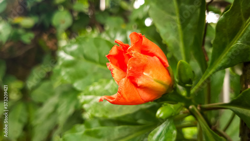 Beautiful orange flower with green background. 