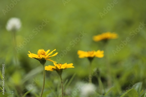 little yellow star flowers in the grass