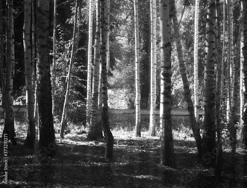 Fototapeta Naklejka Na Ścianę i Meble -  Birch grove on sunny day landscape background