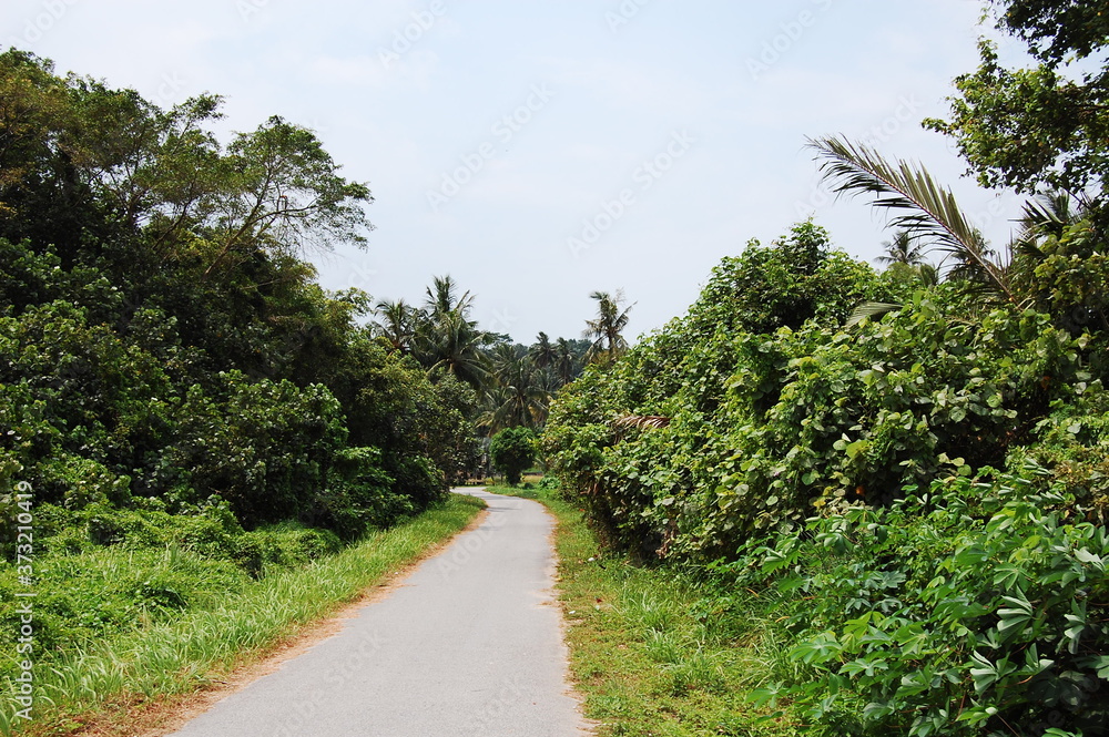 マレーシアの熱帯雨林の整備された散歩道