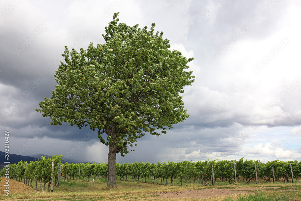 Weinberge und Baum Weinberge und Baum
