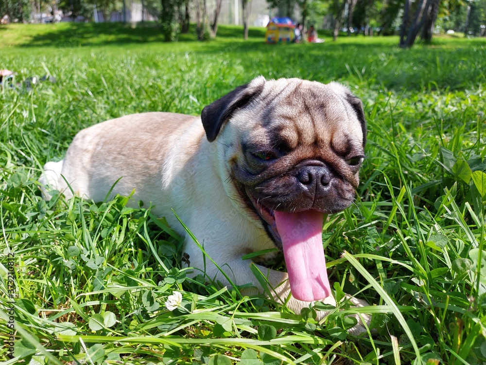 dog, puppy, animal, pet, grass, canine, pug, cute, bulldog, nature, green, pets, adorable, animals, dogs, portrait, mammal, outdoors, friend, breed, boxer, happy, pup, play dog, puppy, animal, pet, grass, canine, pug, cute, bulldog, nature, green, pets, adorable, animals, dogs, portrait, mammal, outdoors, friend, breed, boxer, happy, pup, play
