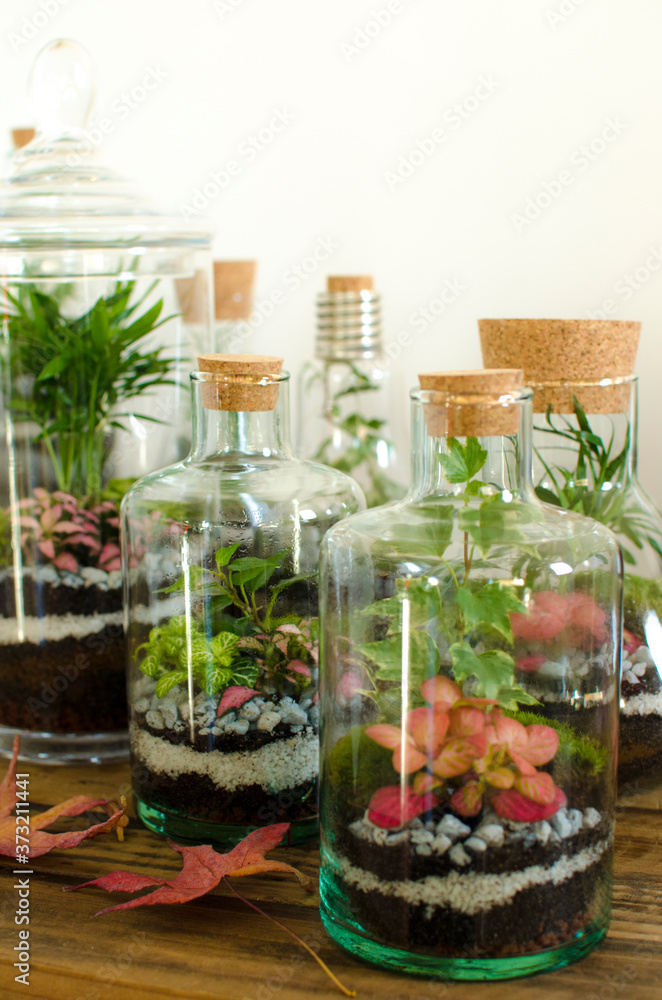 terrarium, plante, nature, bocal, verre, décoration, intérieur, jardin, écosystème, design, mousse, anthurium, bansaï, bryophyta, carmona, decoration, fougère, ficus, fittonia, haworthia, portulacaria terrarium, plante, nature, bocal, verre, décoration, intérieur, jardin, écosystème, design, mousse, anthurium, bansaï, bryophyta, carmona, decoration, fougère, ficus, fittonia, haworthia, portulacaria