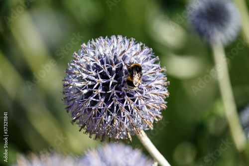 Bee on blue flower in garden