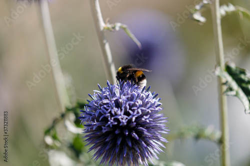 Bee on blue flower in garden © rninov