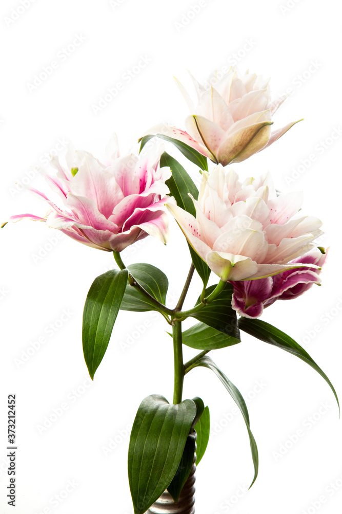 Bouquet of pink and white lilies isolated on white background. Macro view of lily Bouquet of pink and white lilies isolated on white background. Macro view of lily