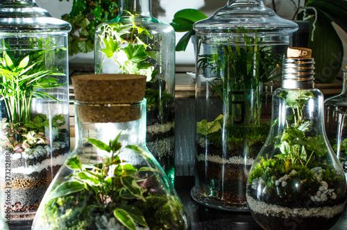 design intérieur végétal terrarium plante arbre 