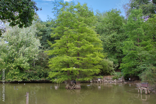 Schöner Fischteich mit Enten, mitten in der Natur. photo