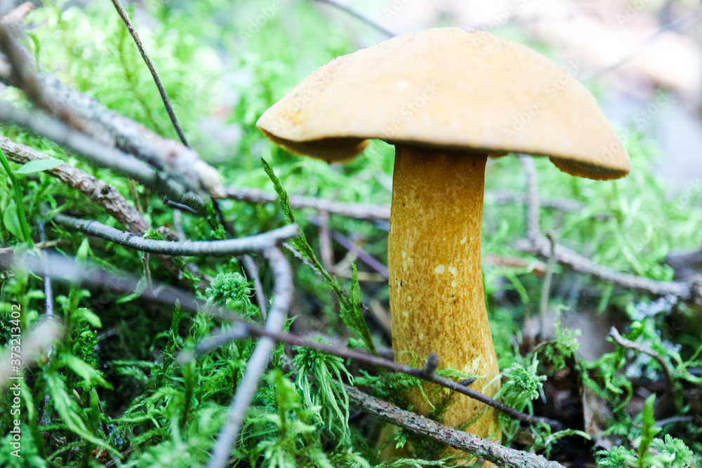 yellow xerocomus mushroom in the moss close up