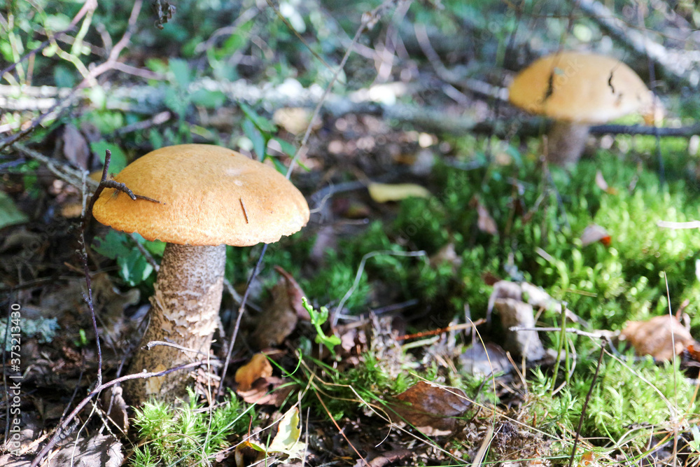 orange cap boletus in the moss in the forest close up orange cap boletus in the moss in the forest close up